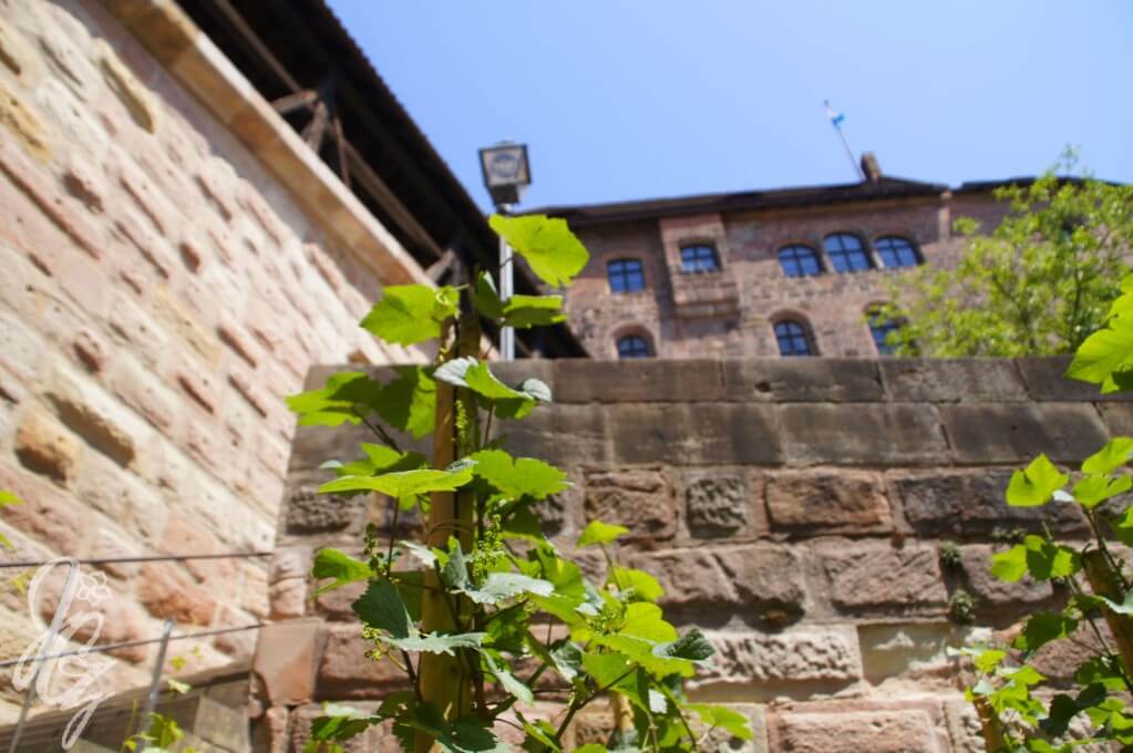 Grapevine in front of the castle