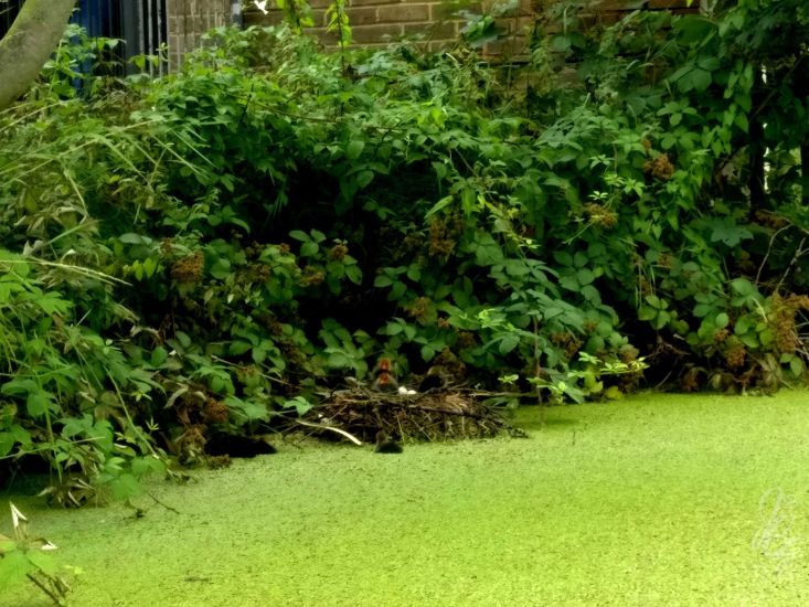 Duck family in Little Venice