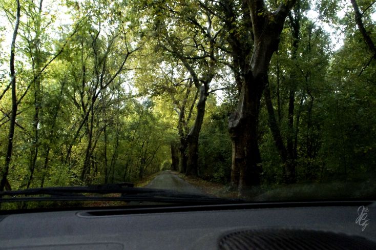 Forest close to Hossegor