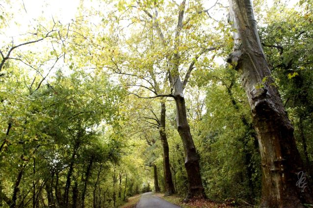 Forest close to Hossegor