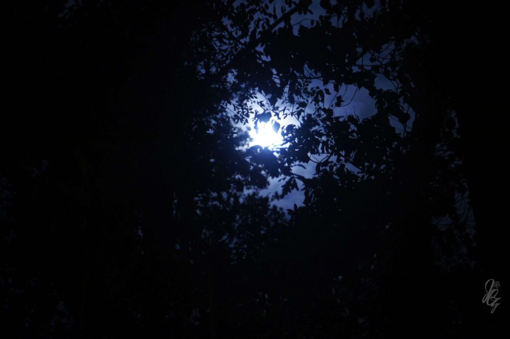 Moon in the Forest