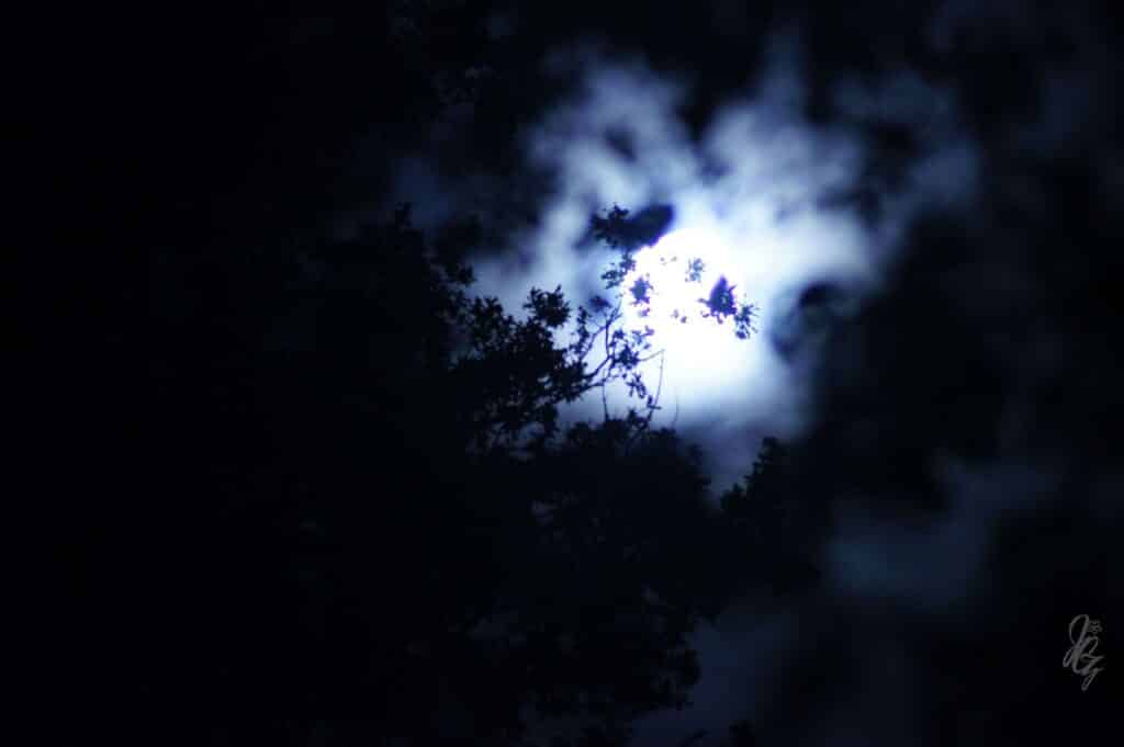 Moon in the Forest