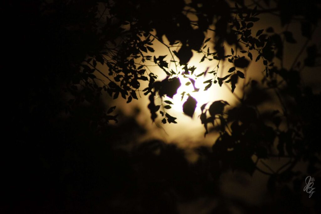 Moon in the Forest