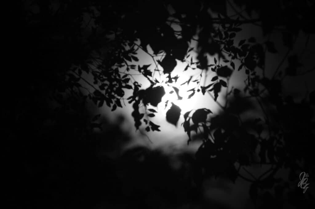 Moon in the Forest