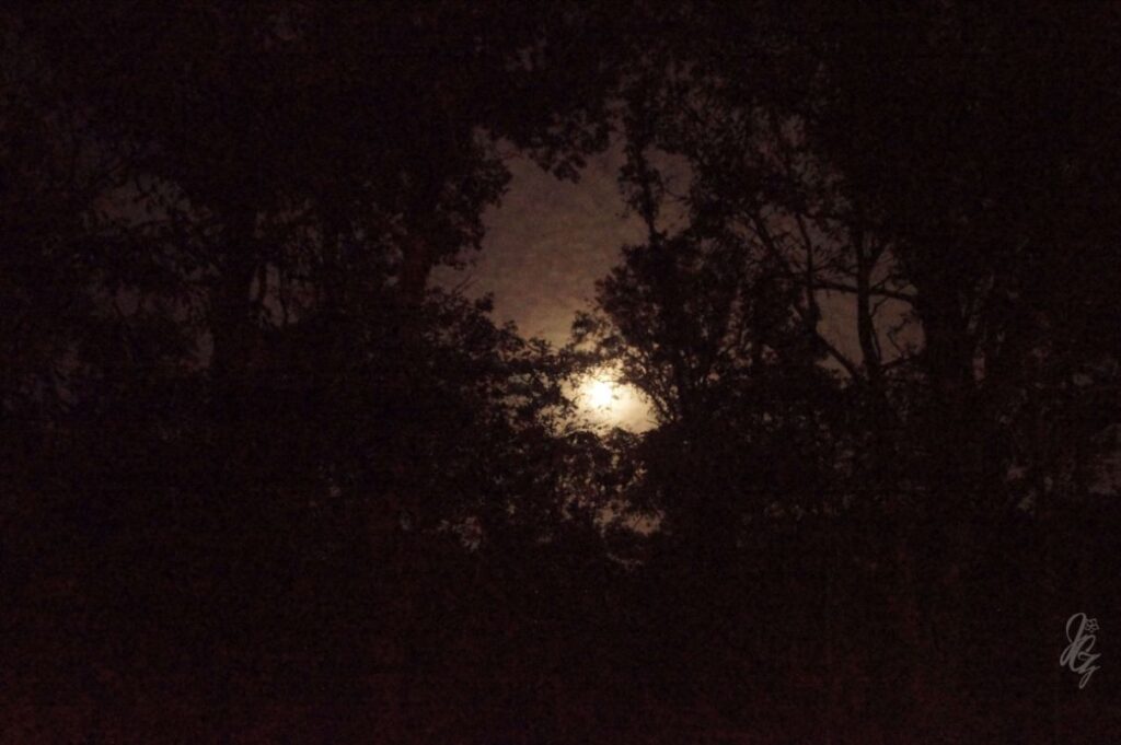Moon in the Forest
