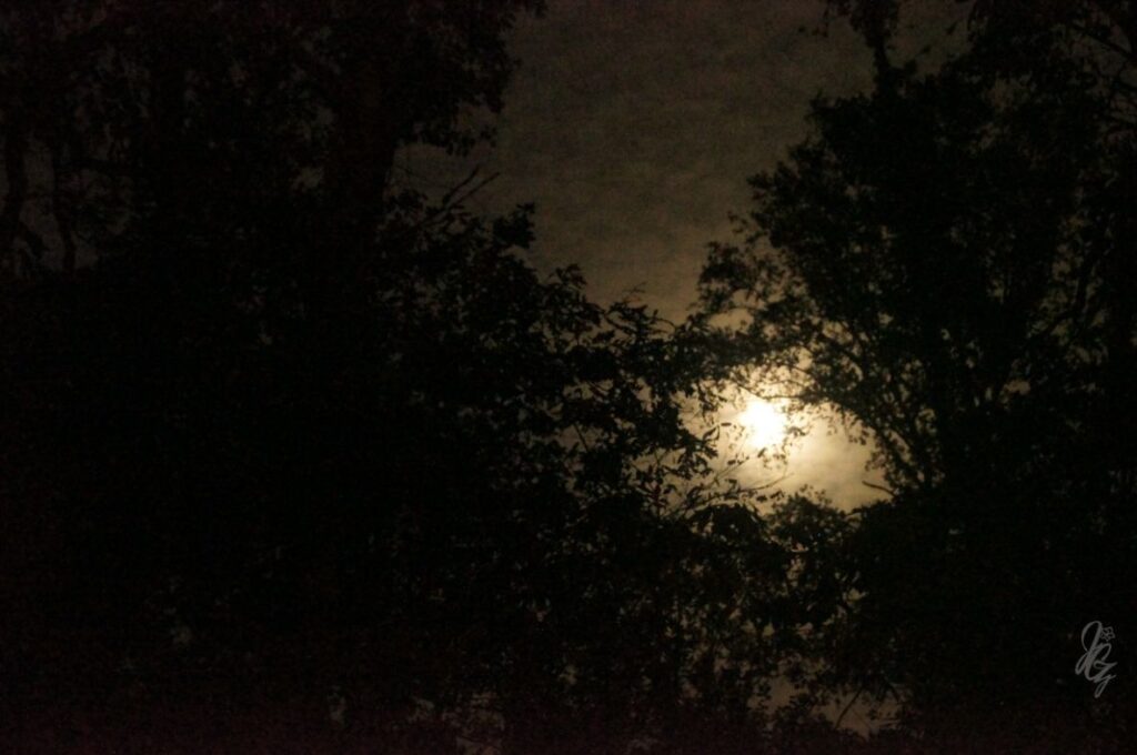 Moon in the Forest