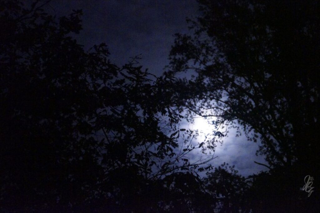 Moon in the Forest