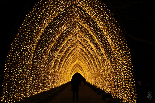 tunnel of light at the park at Blenheim Palace