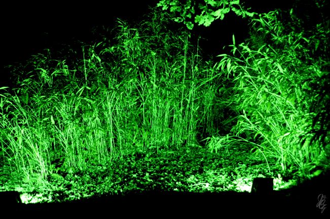 plant in green light at the park at Blenheim Palace