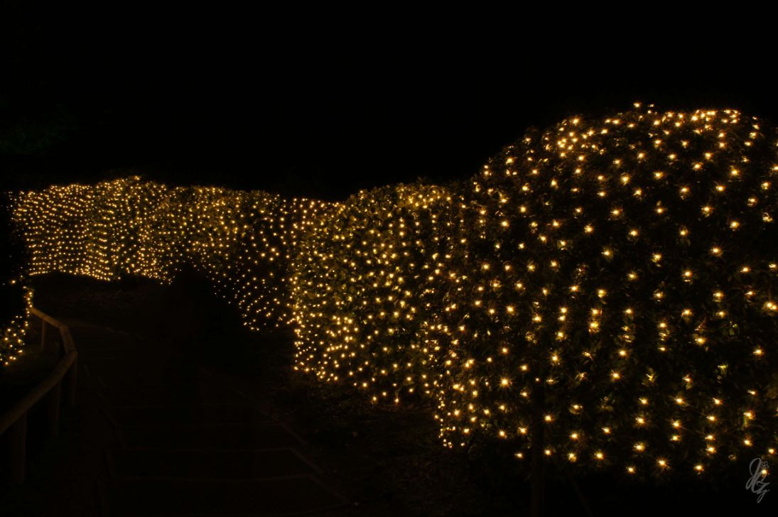 Bushes with christmas lights at Blenheim Palace