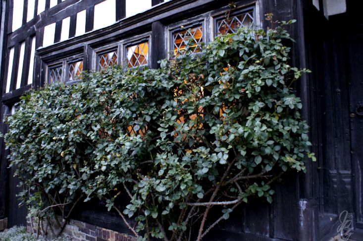 Houses in Rye