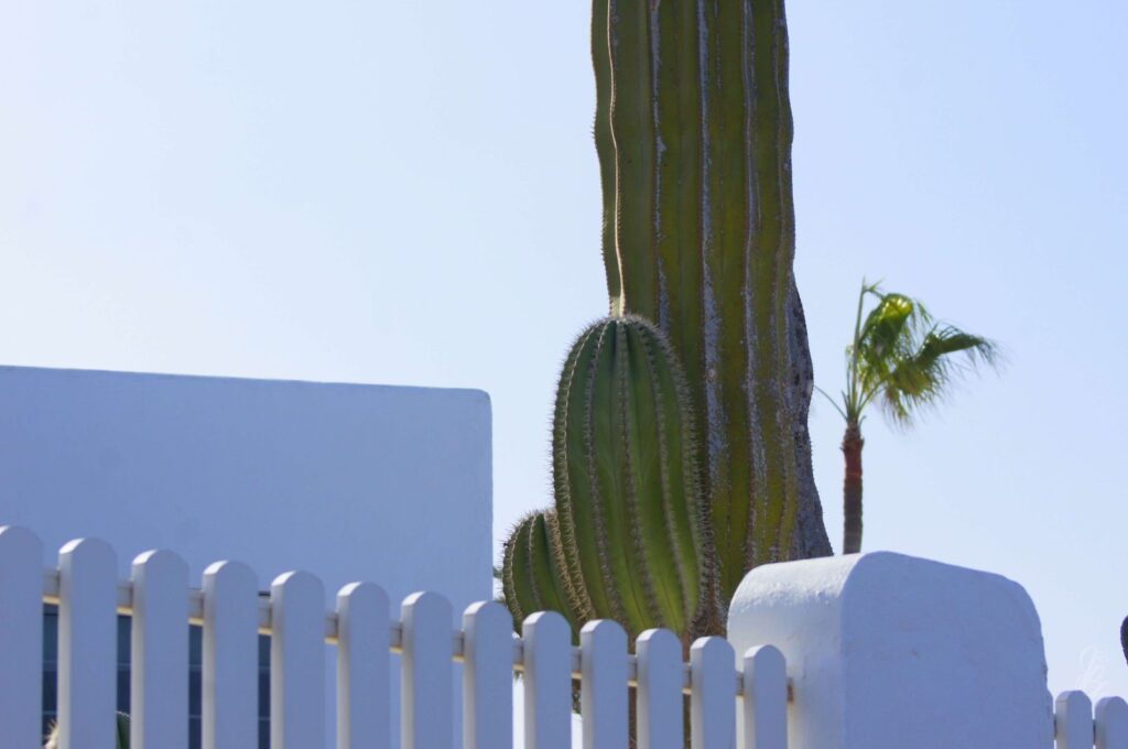 Garden with cactus in Corralejo