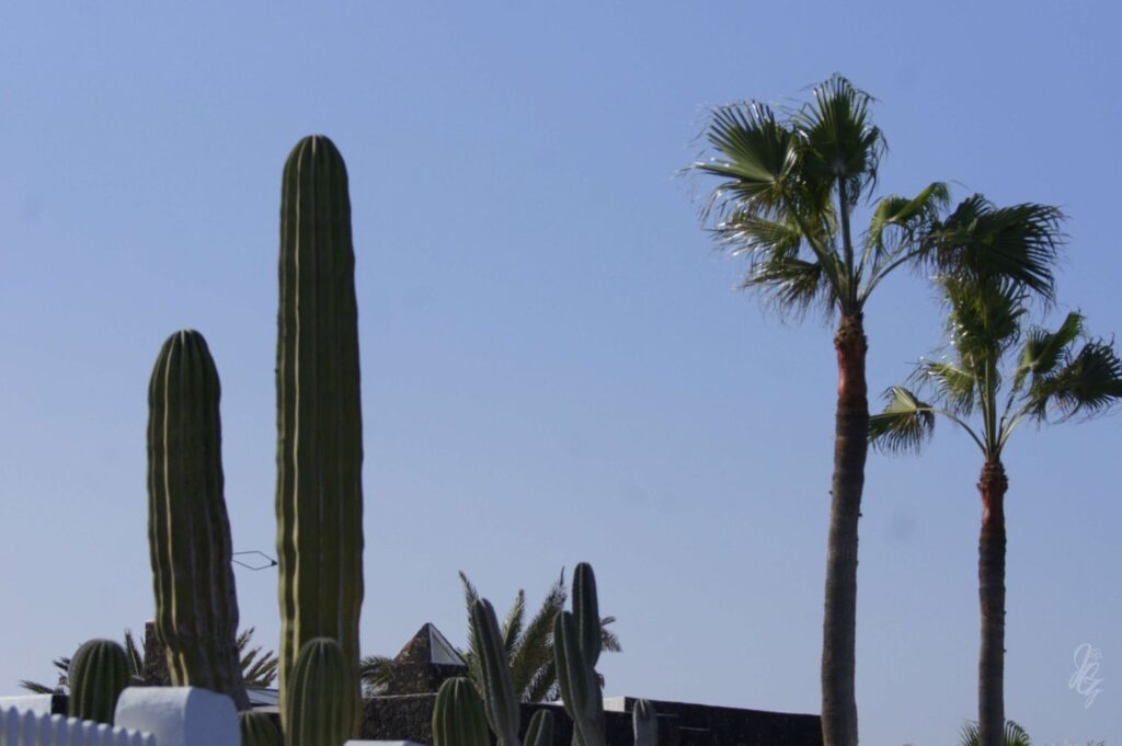 Garden with cactus in Corralejo