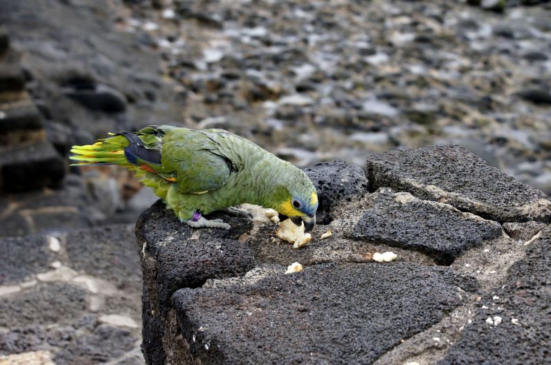 Parrot at Playa Blanca, Lanzarote