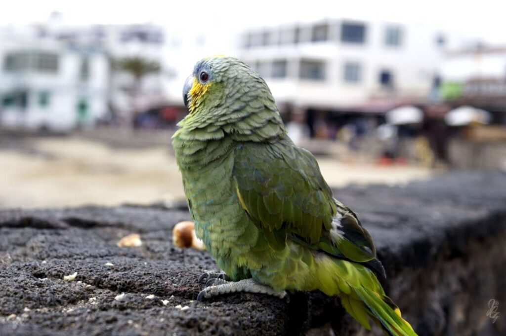 Parrot at Playa Blanca, Lanzarote
