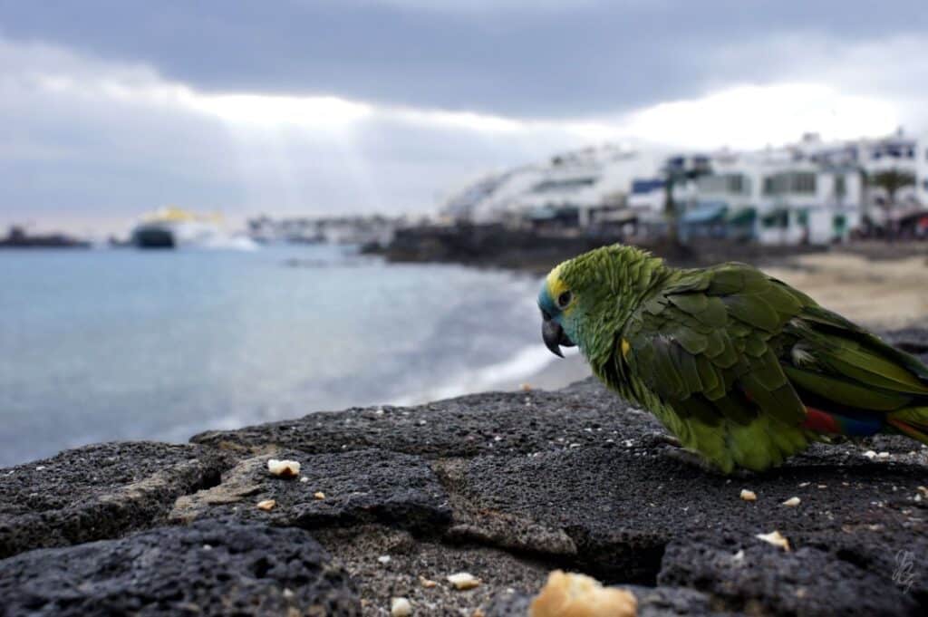 Parrot at Playa Blanca, Lanzarote