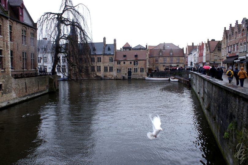 One of the canals in Bruges with a white dove