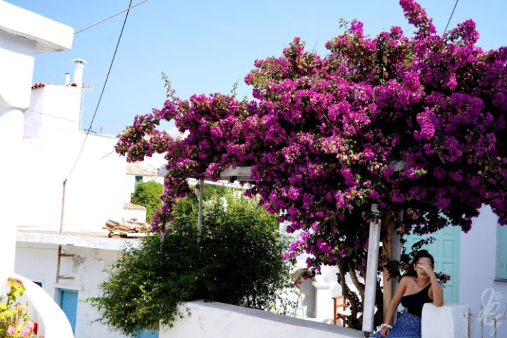 a tree in Dryopida