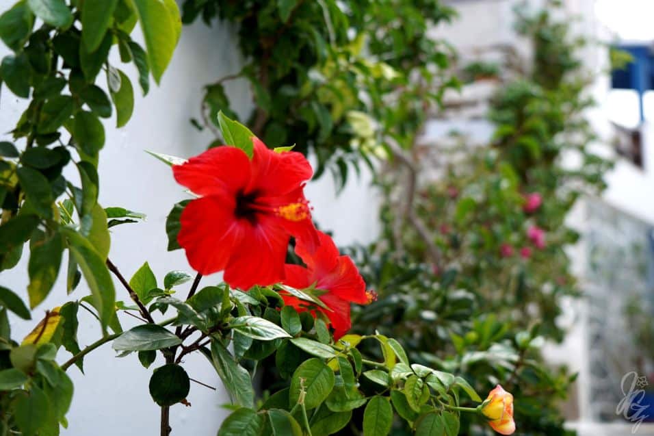 Hibiscus flower in Dryopida