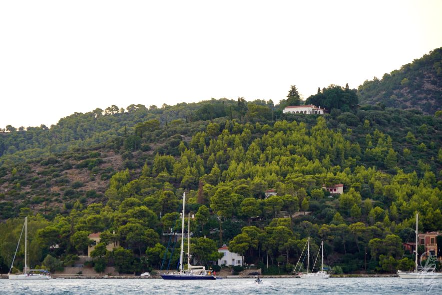 Trees on the island of Poros