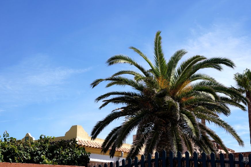El Palmar