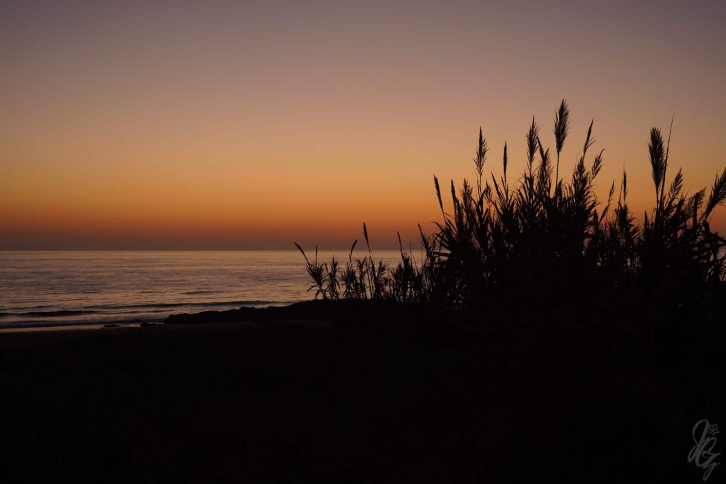 Reed on the beach in El Palmar at sunset