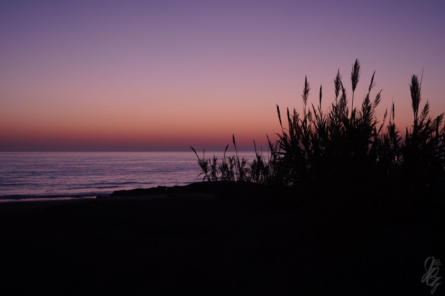 Reed on the beach in El Palmar at sunset