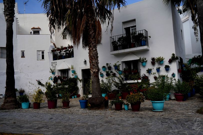 Colourful plant pots and palm trees in Vejer de la Frontera