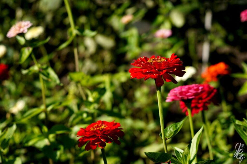 The Lost Gardens of Heligan