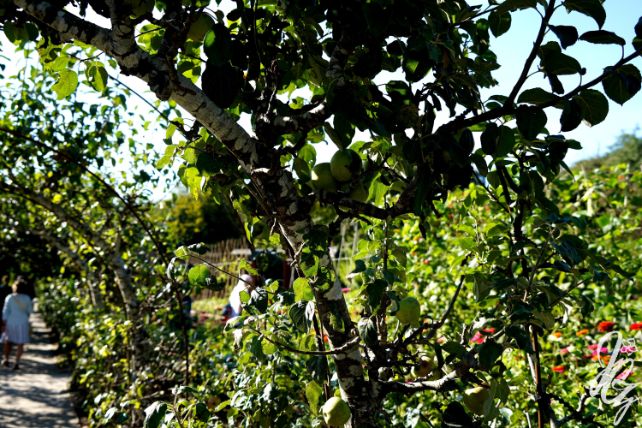 The Lost Gardens of Heligan