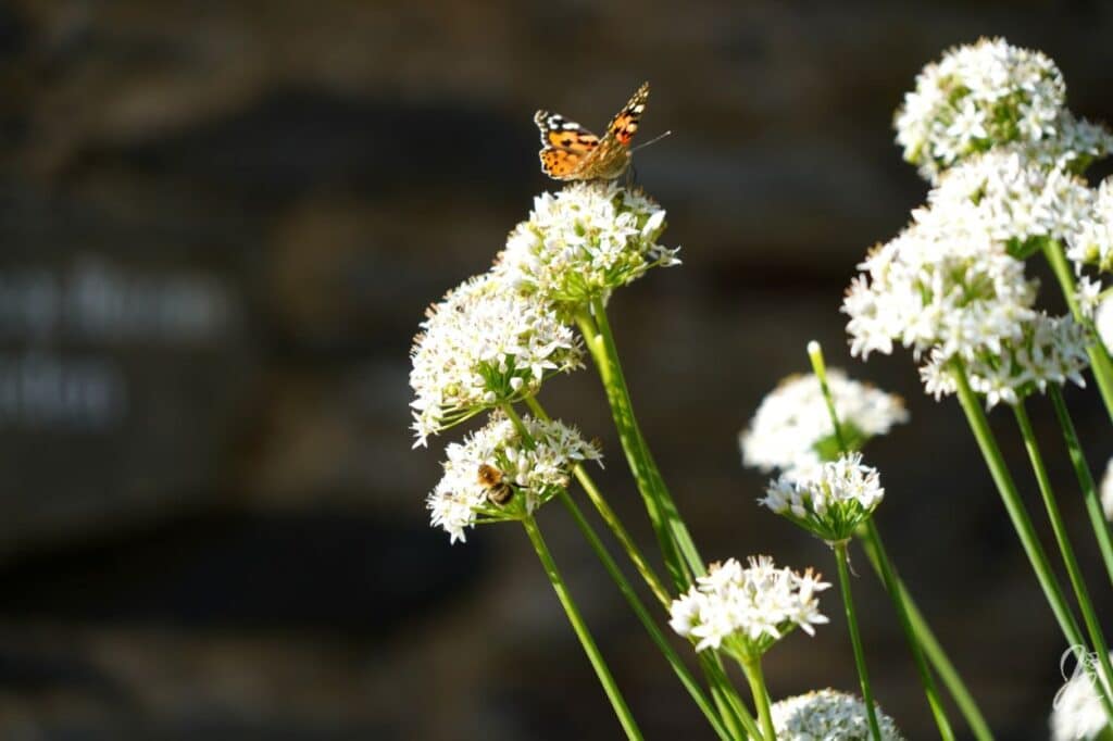 The Lost Gardens of Heligan