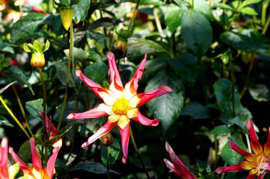 The Lost Gardens of Heligan