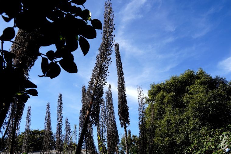The Lost Gardens of Heligan