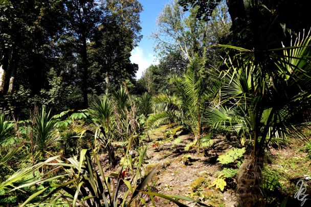 The Lost Gardens of Heligan