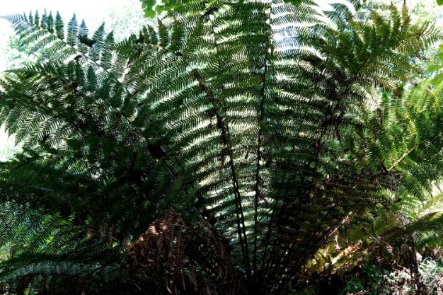 The Lost Gardens of Heligan