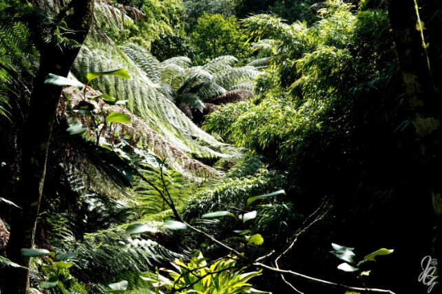 The Lost Gardens of Heligan
