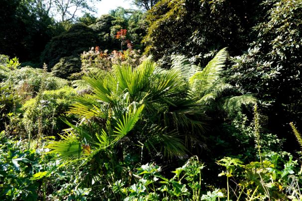 The Lost Gardens of Heligan