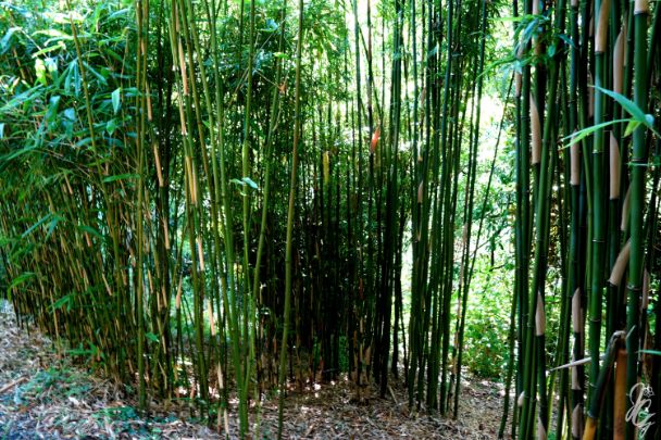 The Lost Gardens of Heligan