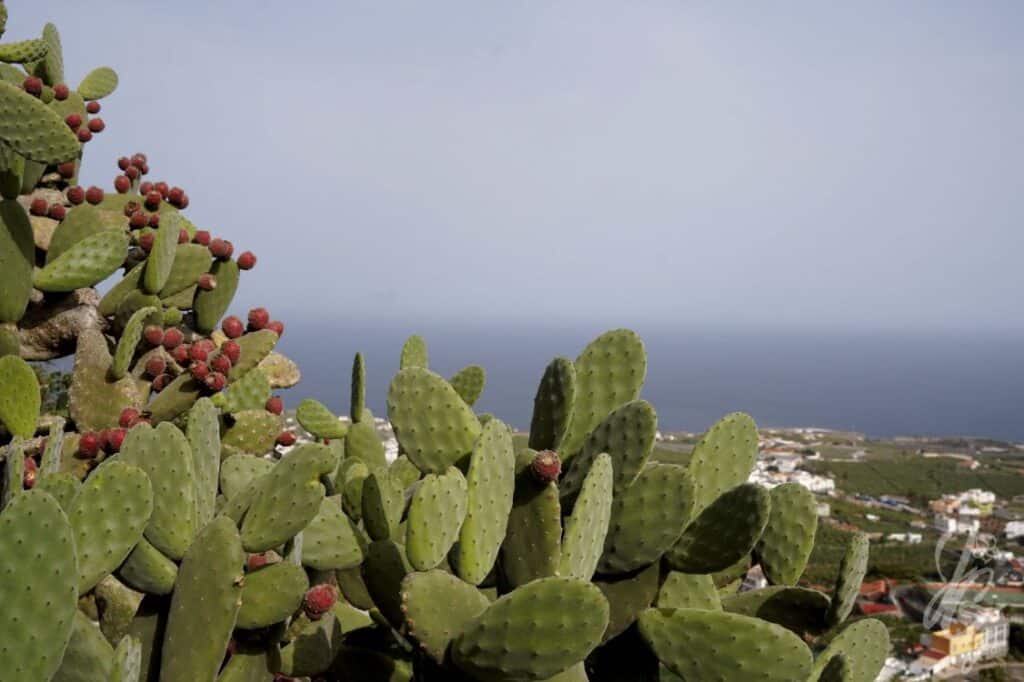 Arucas in Gran Canaria