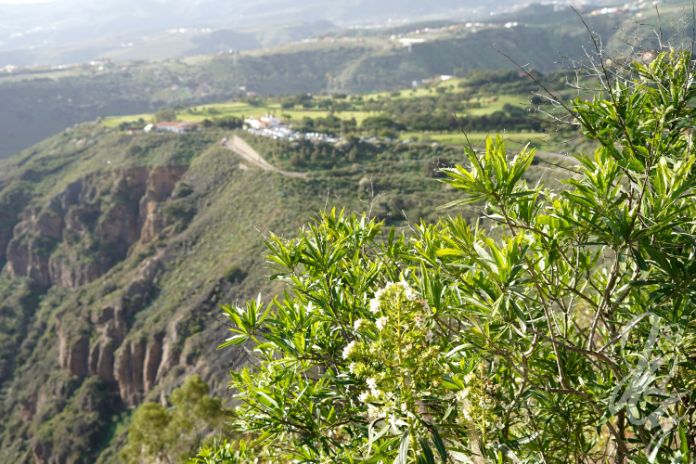 Caldera de Bandama in Gran Canaria