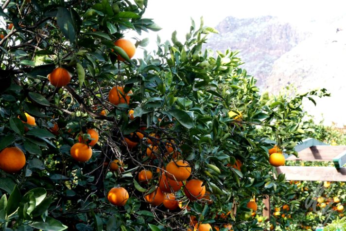 Finca Laja near Agaete in Gran Canaria