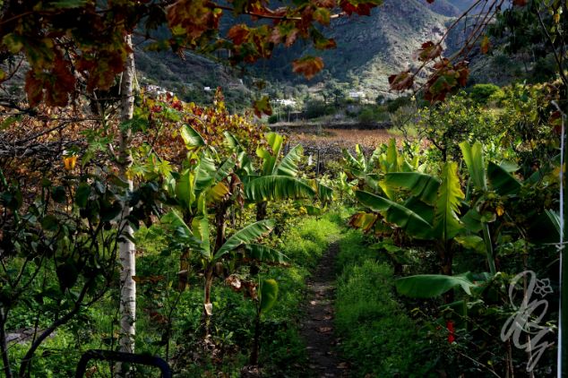 Finca Laja near Agaete in Gran Canaria