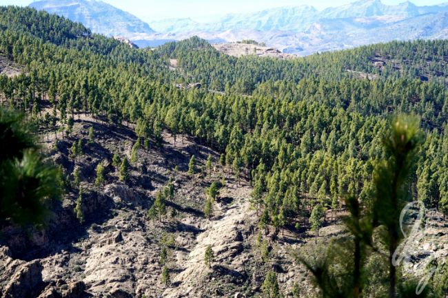 Pico de las Nieves in Gran Canaria