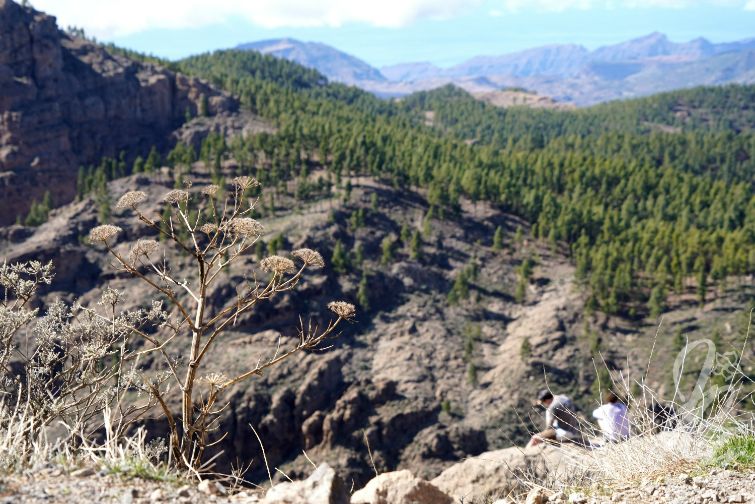 Pico de las Nieves in Gran Canaria