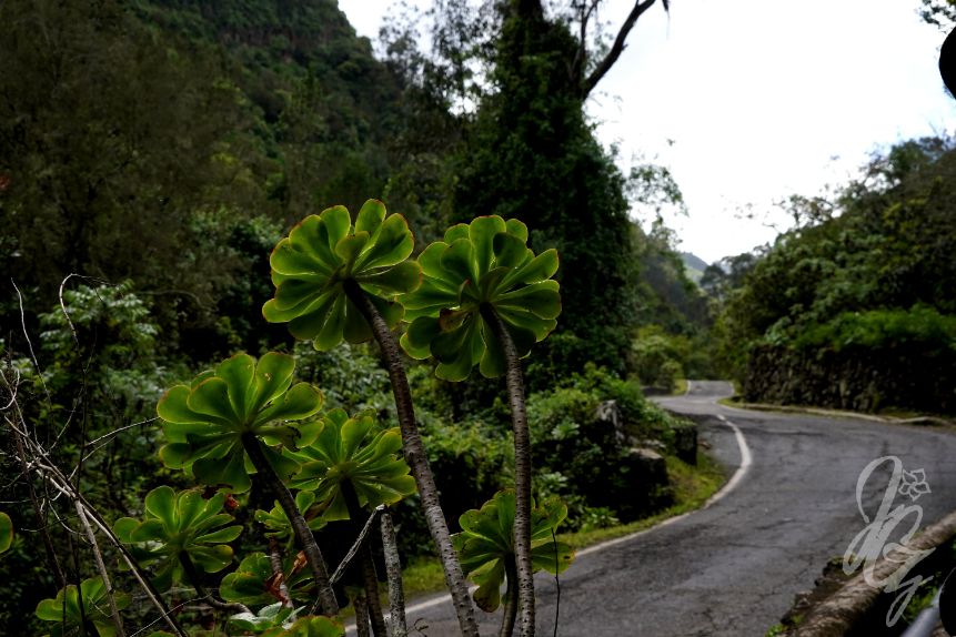 Los Tilos de Moya in Gran Canaria