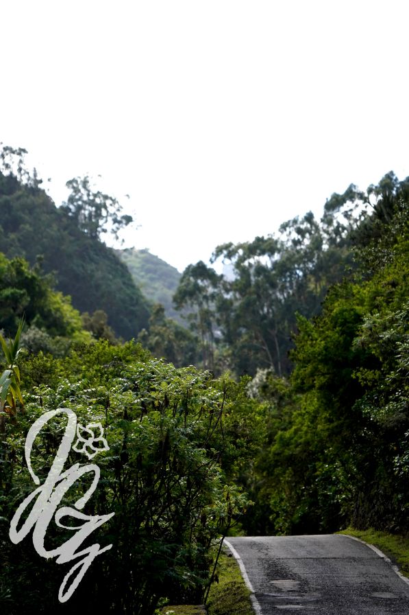 Forest Tilos de Moya in Gran Canaria