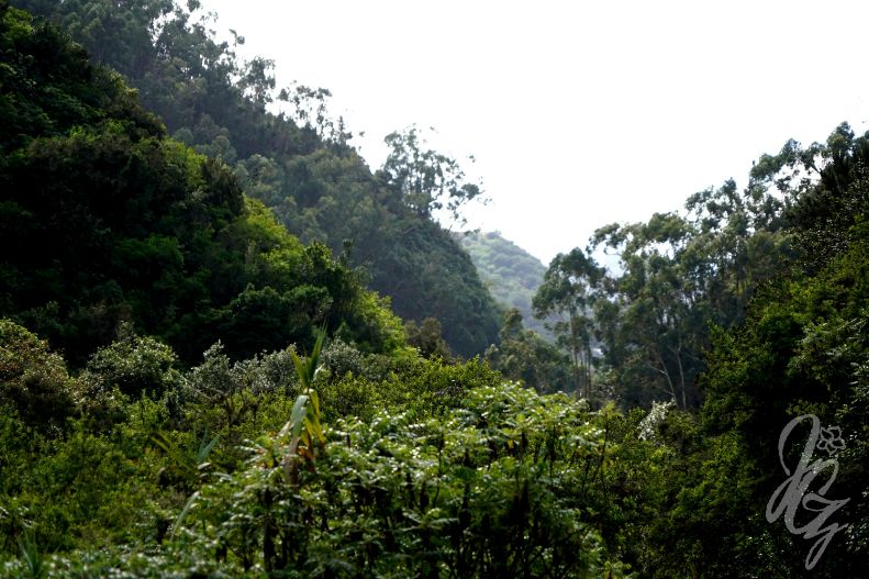 Los Tilos de Moya in Gran Canaria
