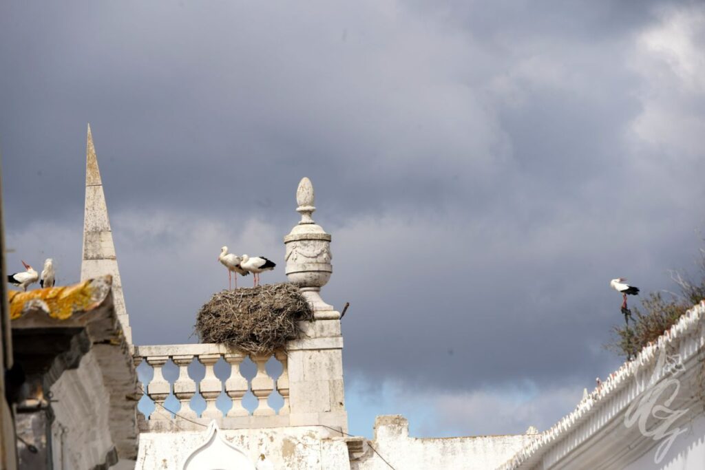 Faro