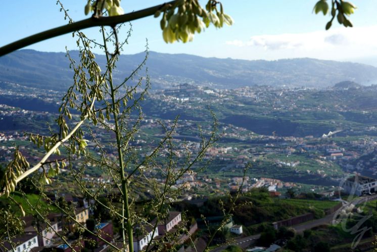 abo Girao in Madeira