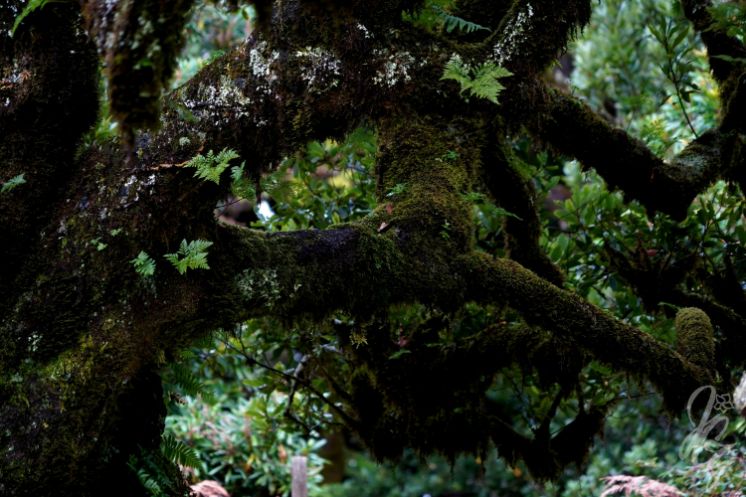 Fanal Forest in Madeira
